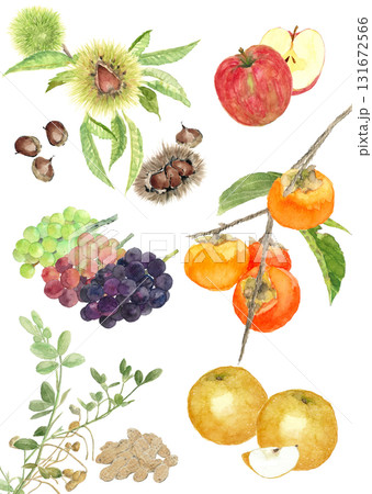 水彩で描いた秋の味覚 果物と実のセットイラスト【手描き】白バック 切り抜き 131672566