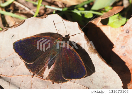 ムラサキツバメ（オス） 131673105