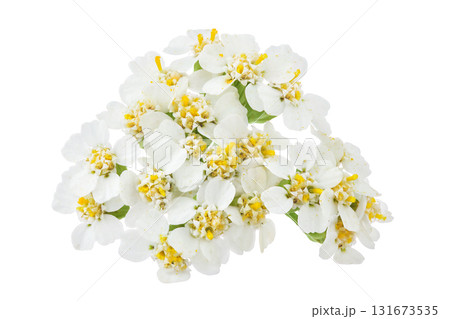 fresh yarrow flowers isolated on white background 131673535