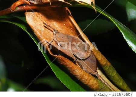 越冬中のムラサキシジミ(3頭) 越冬中のムラサキシジミ(3頭) 131673607