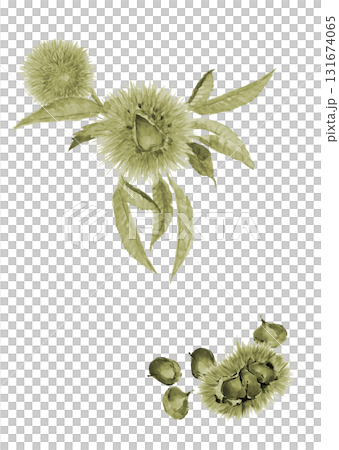 水彩畫栗子瘤和帶葉的栗子，綠色調套裝[手繪]，白色背景，切口，可用複製空間 131674065