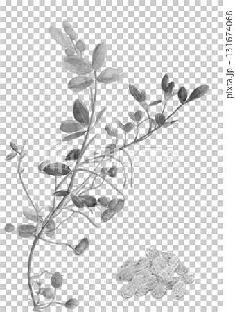水彩花生單調集插畫素材[手繪]白色背景摳出可用影印空間 131674068
