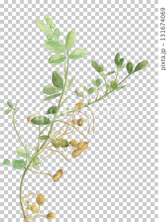 Watercolor peanut frame illustration material [hand-drawn] white background cutout copy space available 131674069