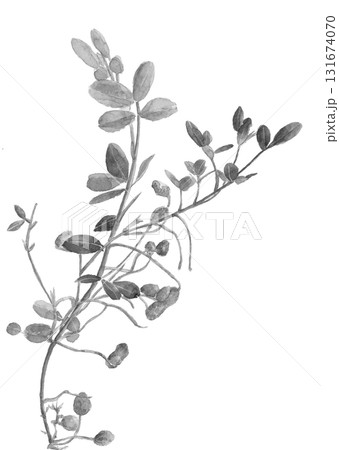 水彩で描い落花生のモノトーンフレームイラスト素材【手描き】白バック 切り抜き コピースペースあり 131674070