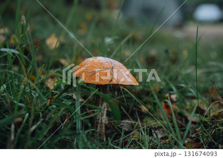 edible mushroom with red cap in the garden 131674093