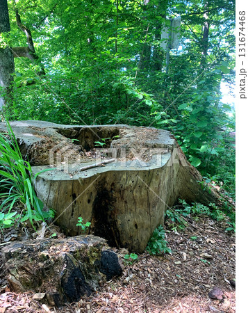 A sizable tree stump is seen amidst lush greenery in a forest, showcasing natural wood textures and patterns 131674468