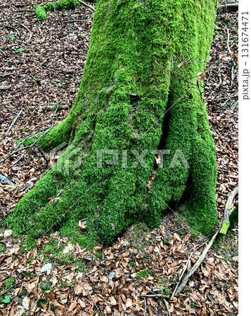 Moss blankets the thick roots of a tree, surrounded by fallen leaves in a peaceful woodland during autumn 131674471