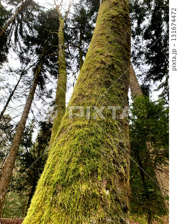 Green moss blankets the trunks of tall trees in a serene forest, showcasing the rich textures of nature in a tranquil environment 131674472
