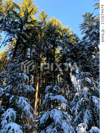 Tall evergreen trees covered in snow reach towards the bright blue sky in a peaceful winter forest atmosphere Tall evergreen trees covered in snow reach towards the bright blue sky in a peaceful winter forest atmosphere 131674474