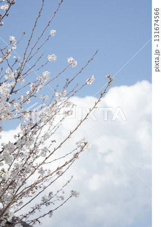 青空と桜の枝 青空と桜の枝 131674566