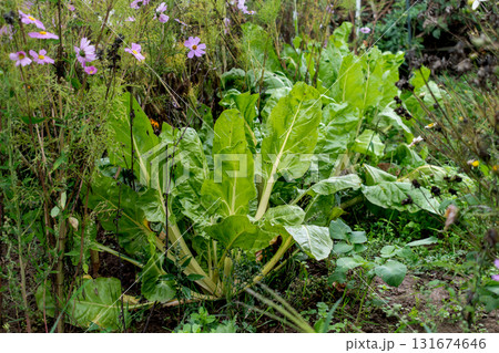 Chard in an ecological garden, protected by cosmos and other plants 131674646