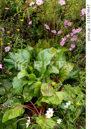 Chard in an ecological garden, protected by cosmos and other plants 131674647
