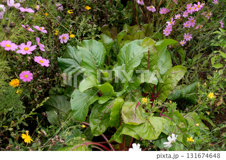 Chard in an ecological garden, protected by cosmos and other plants 131674648