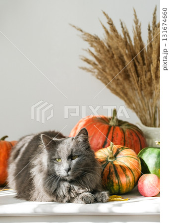 Cute gray cat lies on table surrounded by pumpkins, apples and dried plants, bathed in natural sunlight. Perfect for themes of fall, coziness and harvest season 131674660