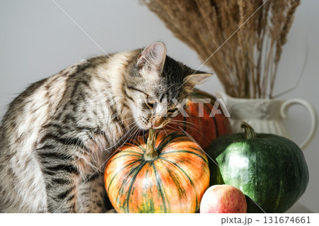 Tabby cat nibbles on the stem of striped pumpkin among other pumpkins and vase of dried flowers. Perfect for fall pet and holiday concepts 131674661