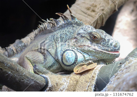 堂々たるグリーンイグアナ 131674762