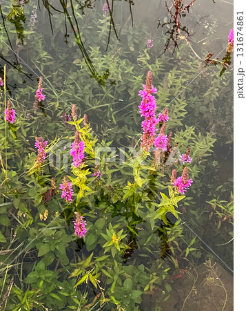 Purple loosestrife flowers blooming in calm shallow lake water, natural style, with leafy stems  131674861