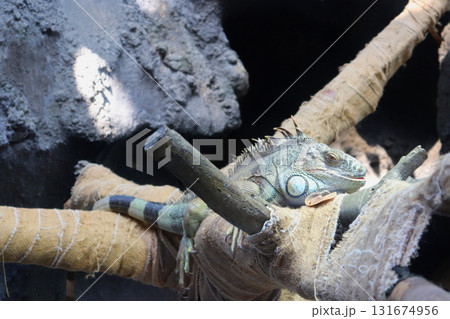 まったり日向ぼっこ中グリーンイグアナ 131674956
