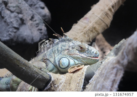 まったり日向ぼっこ中グリーンイグアナ 131674957