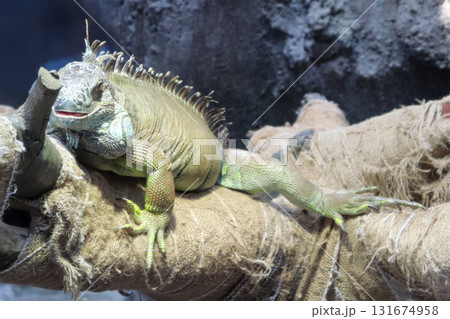 まったり日向ぼっこ中グリーンイグアナ 131674958