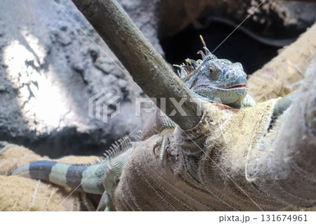 まったり日向ぼっこ中グリーンイグアナ 131674961