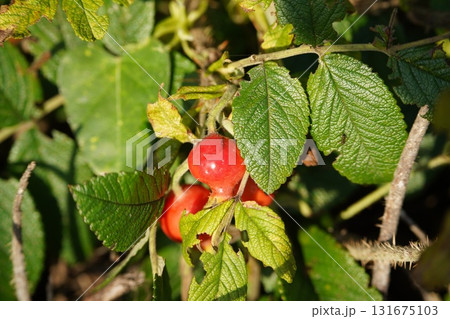 オホーツクの赤いハマナスの実 131675103