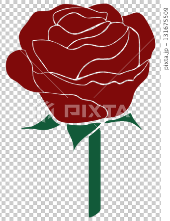 red rose flower illustration red rose flower illustration 131675509