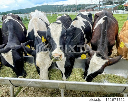 牧草を食べる牛 牧草を食べる牛 131675522