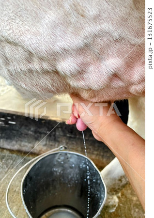 牛の乳搾りをする女性の手元 牛の乳搾りをする女性の手元 131675523