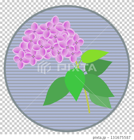 円形背景つきライラックのイラスト 131675587