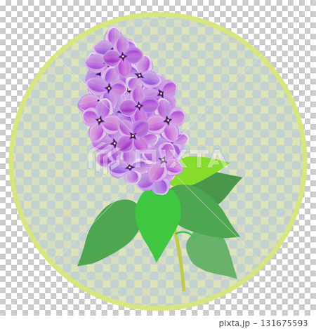 Lilac illustration with circular background Lilac illustration with circular background 131675593