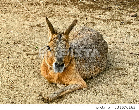 可愛いマーラ 可愛いマーラ 131676163