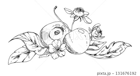 Sweet sour line cherry with plant leaves, white flowers, hand drawn vector ink, cerise berry in clusters on stems. Isolated composition illustration. Restaurant, wedding, cafe menu, farmers market 131676192