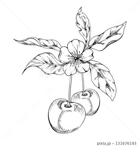 Sweet sour line cherry berry with plant leaves, white flowers, hand drawn vector ink, cerise in clusters on stems. Isolated composition illustration. Restaurant, cafe menu, wedding, farmers market Sweet sour line cherry berry with plant leaves, white flowers, hand drawn vector ink, cerise in clusters on stems. Isolated composition illustration. Restaurant, cafe menu, wedding, farmers market 131676193
