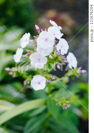 White And Pink Phlox Seedling In Bloom 131676204
