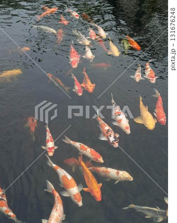 koi fish swimming in pond koi fish swimming in pond 131676248