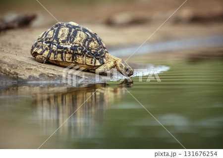Leopard tortoise in Greater Kruger National park, South Africa Leopard tortoise in Greater Kruger National park, South Africa 131676254