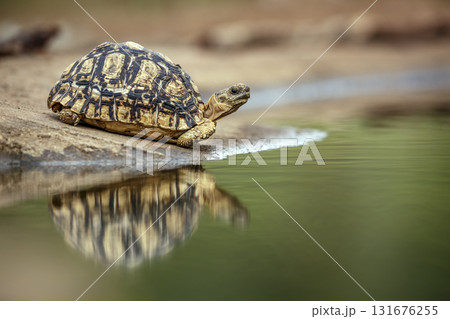 Leopard tortoise in Greater Kruger National park, South Africa Leopard tortoise in Greater Kruger National park, South Africa 131676255