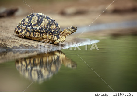Leopard tortoise in Greater Kruger National park, South Africa 131676256