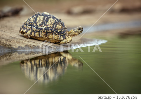 Leopard tortoise in Greater Kruger National park, South Africa 131676258