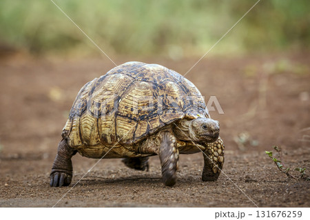 Leopard tortoise in Greater Kruger National park, South Africa 131676259
