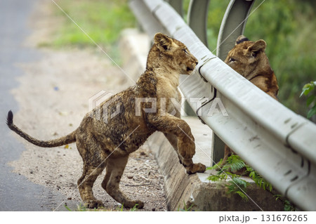 African lion in Kruger National park, South Africa 131676265