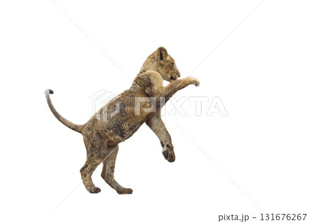 African lion in Kruger National park, South Africa 131676267