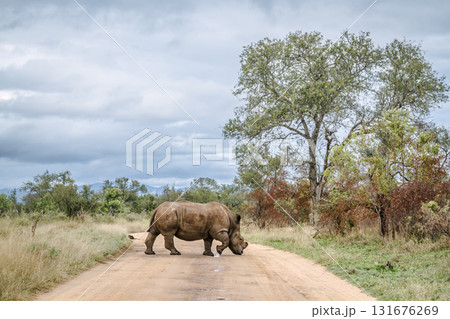 Southern white rhinoceros in Greater Kruger National park, South Africa Southern white rhinoceros in Greater Kruger National park, South Africa 131676269