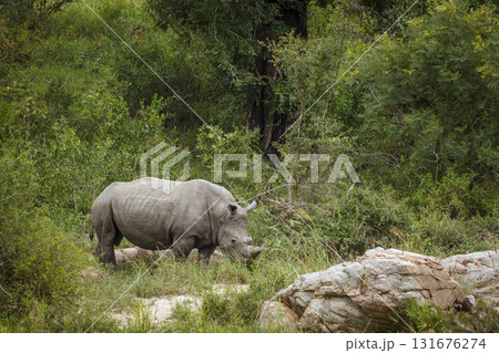 Southern white rhinoceros in Greater Kruger National park, South Africa 131676274