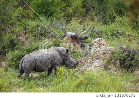 Southern white rhinoceros in Greater Kruger National park, South Africa 131676278