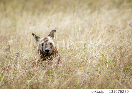 African wild dog in Greater Kruger National park, South Africa African wild dog in Greater Kruger National park, South Africa 131676280
