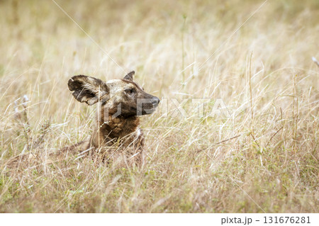 African wild dog in Greater Kruger National park, South Africa African wild dog in Greater Kruger National park, South Africa 131676281
