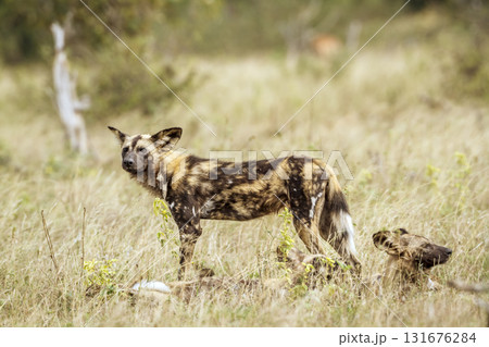 African wild dog in Greater Kruger National park, South Africa African wild dog in Greater Kruger National park, South Africa 131676284
