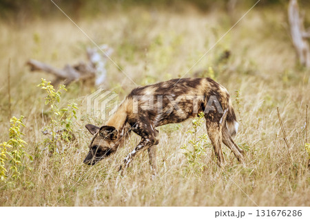 African wild dog in Greater Kruger National park, South Africa African wild dog in Greater Kruger National park, South Africa 131676286